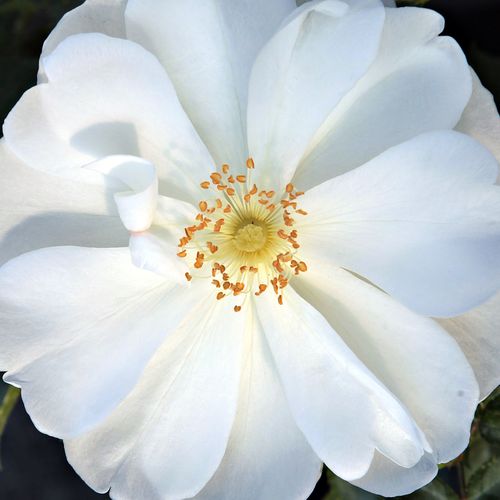 Online rózsa webáruház - talajtakaró rózsa - fehér - Rosa White Flower Carpet - intenzív illatú rózsa - Werner Noack - Ellenálló, minimális gondozást igénylő, strapabíró fajta.